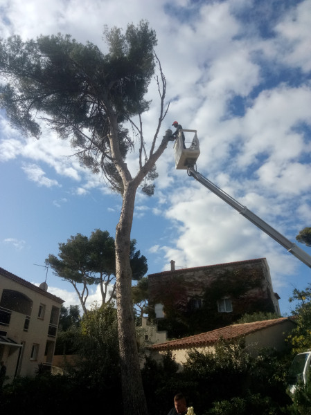 Elagage arbres à Cadenet
