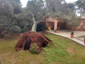Abattage arbres à Cadenet