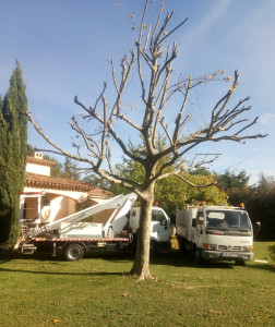 Élagage à Cadenet